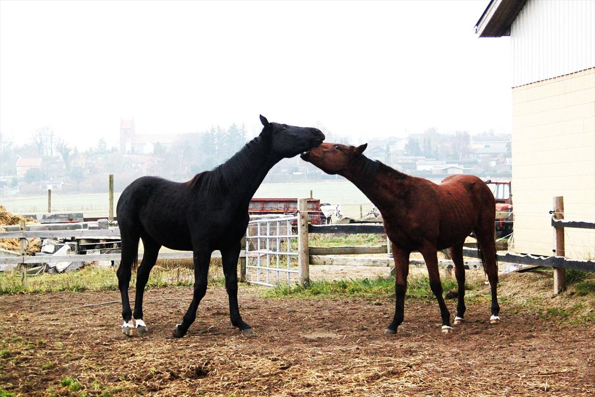 Billeder, tegninger osv. billede 38