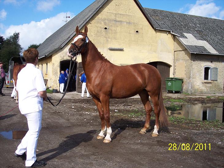 {{currentPhoto.altText}} billede {{currentPhoto.number}}