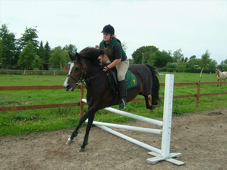 Billeder af andre heste jeg rider - Holmens Amanda billede 18
