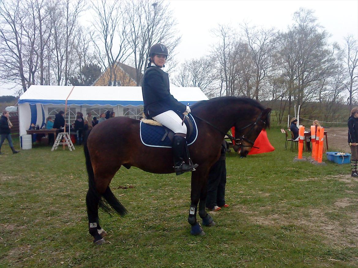 Billeder af andre heste jeg rider - Holmens Kazai billede 19