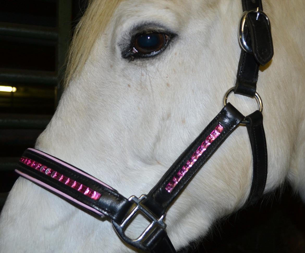 50 dage på hestegalleri :) - Dag 10: Et billede af min yndlings grime - Det er denne. Det er en lædergrime med diamantsten foran, på siderne og i nakken. Jeg købte grimen til 125,- :DD billede 10