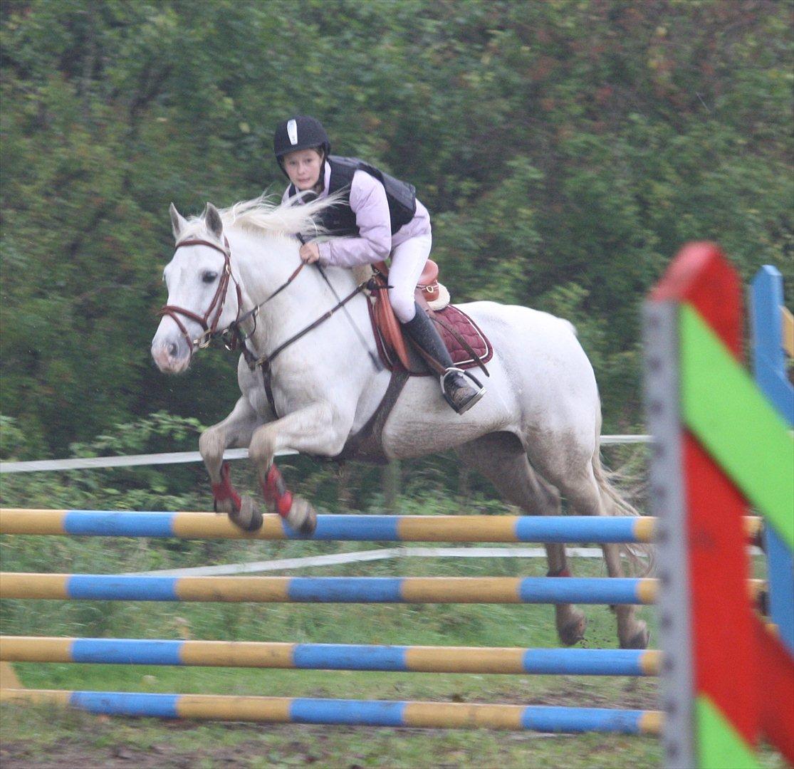 50 dage på hestegalleri :) - Dag 11: Et billede af dit bedste stævne - Dette er et af mine bedste stævner.. I hvertfald på Vicky. Det var min første LC på hende og vi vandt klassen. Hun var bare så dejlig. Et andet stævne var da vi blev kvalificeret til DM i springstafet (sammen med Rikke og Ane), og da vi red DM i springstafet.. :) billede 11