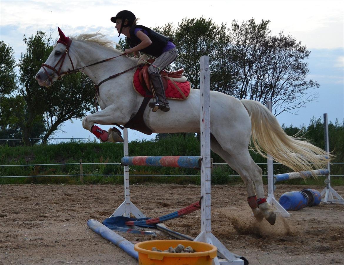 50 dage på hestegalleri :) - Dag 12: Et billede af din yndlings diciplin - springning! 8)
 billede 12