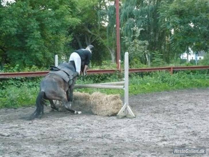 50 dage på hestegalleri :) - Dag 13: Et billede af noget du ville ønske du kunne glemme som hestemenneske  - alle de gange hvor jeg er røget af .. billede 13