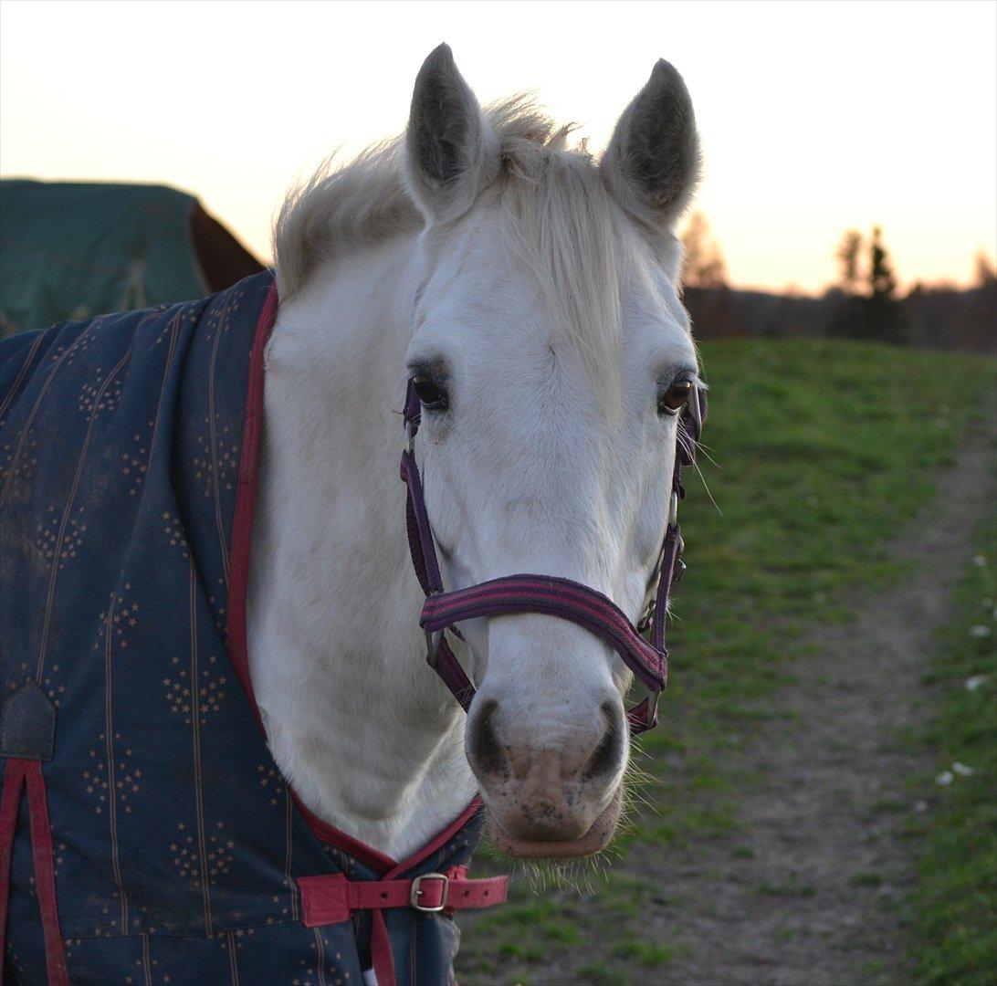 50 dage på hestegalleri :) - Dag 14: Et billede af det udstyr du købte sidst - Det var denne grime.. og Vicky har allerede ødelagt den -.- <3 billede 14