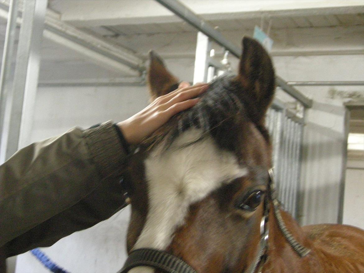 Nissehue til din hest:D - Hvis du ikke lige har et målebånd i stalden kan du bare måle rundt om hestens øerer med dine hænder ;D billede 2