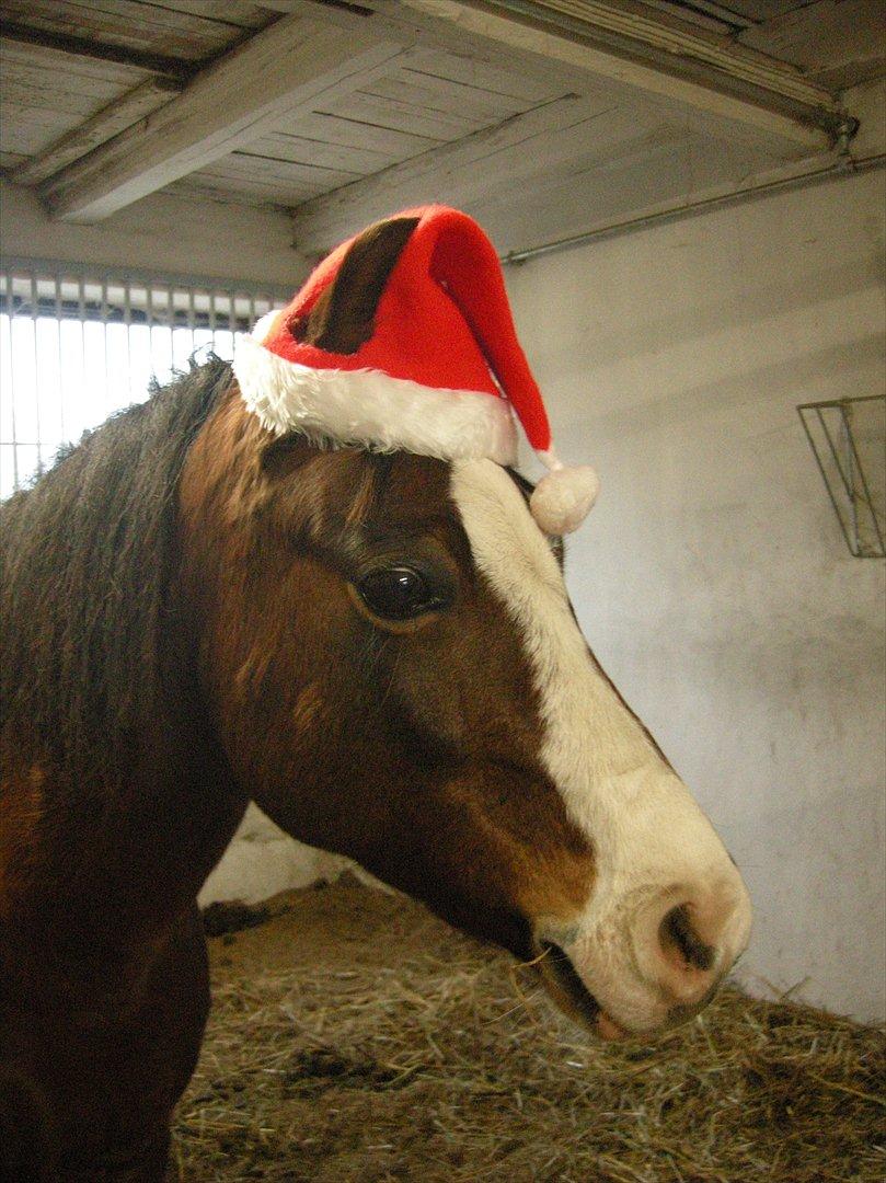 Nissehue til din hest:D - Ta Tar... ........ en færdig nissehue :D billede 11