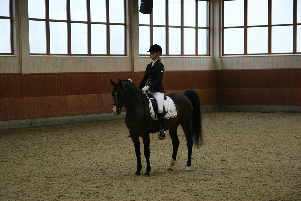 Stævne på Kirk Arabians med Demir - Fin parade <3 billede 3