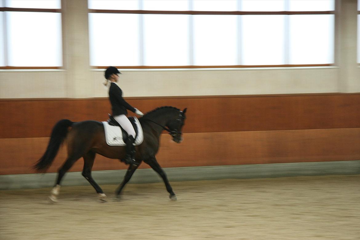 Stævne på Kirk Arabians med Demir - Fin trav <3 billede 4