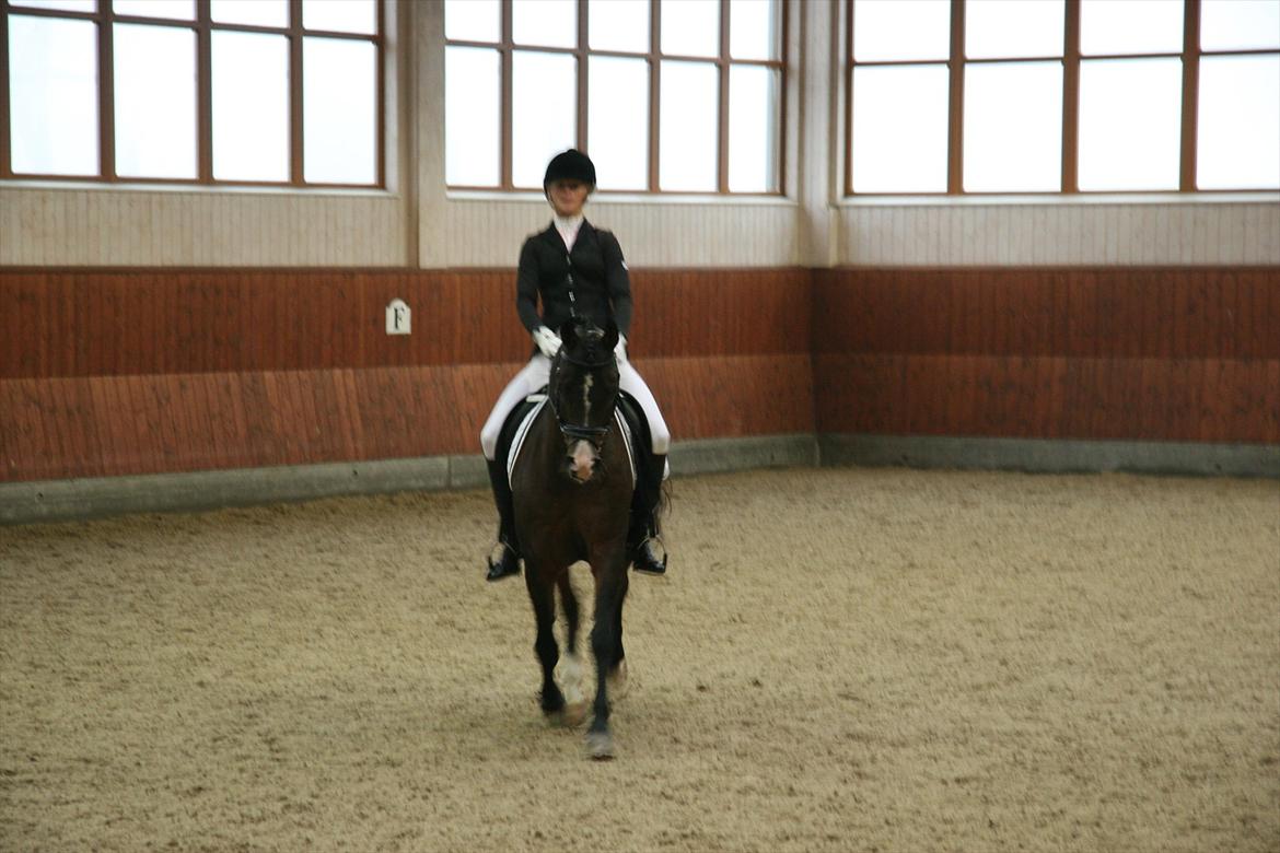 Stævne på Kirk Arabians med Demir - Øgning <3 billede 5