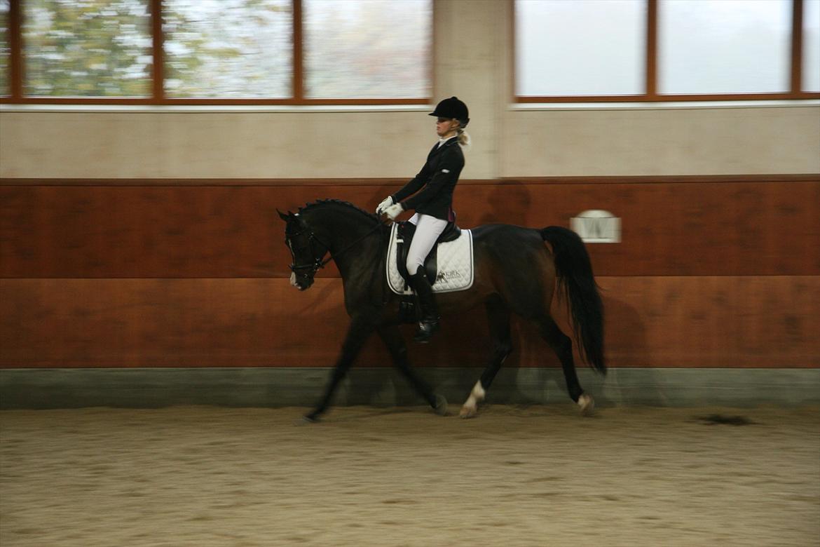 Stævne på Kirk Arabians med Demir - <3 billede 6