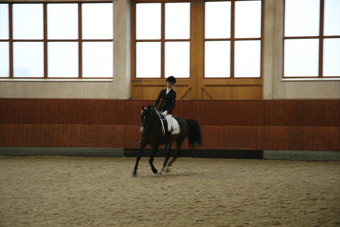 Stævne på Kirk Arabians med Demir - Galop, volte tilbage <3 billede 7