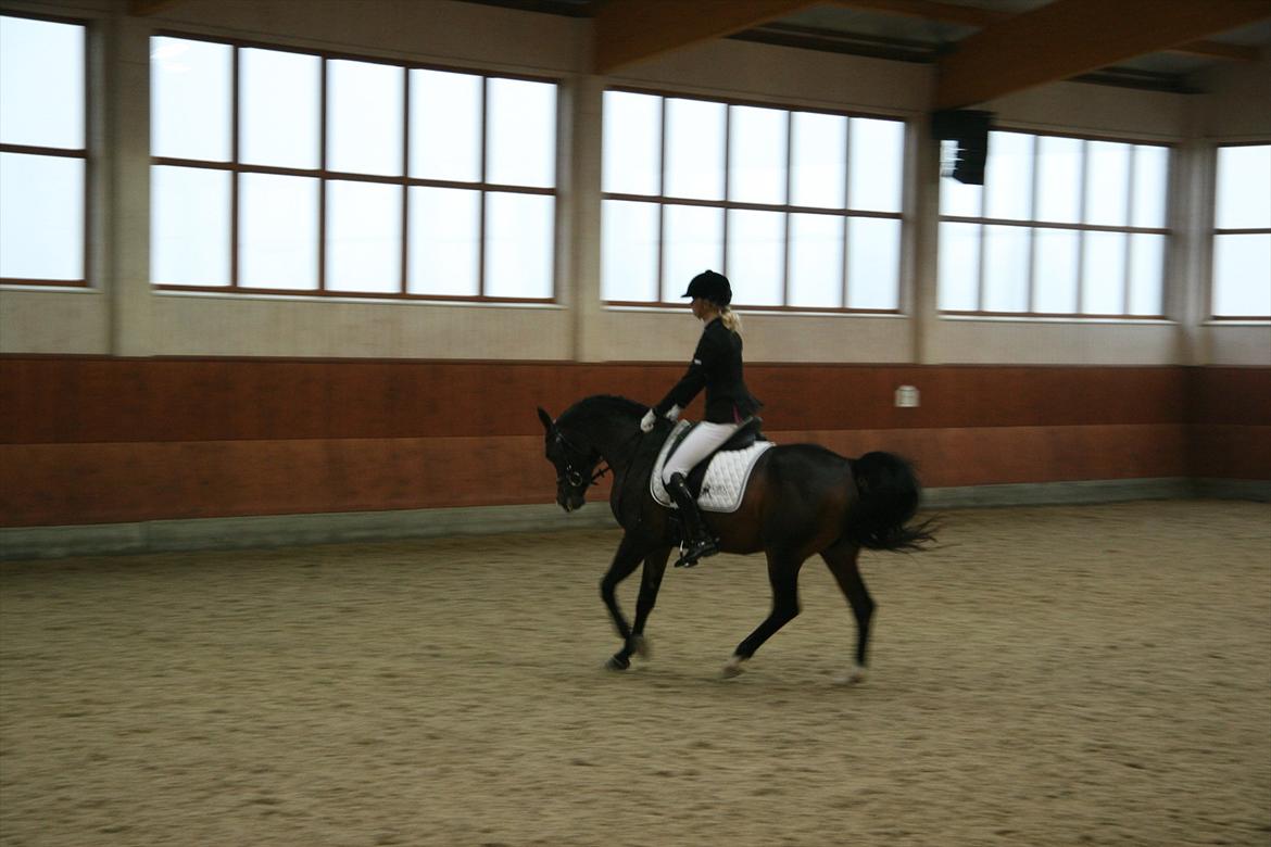 Stævne på Kirk Arabians med Demir - Galop <3 billede 8