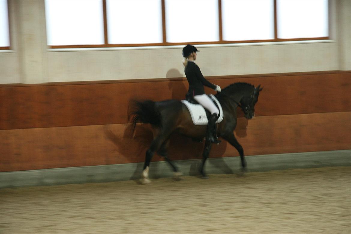 Stævne på Kirk Arabians med Demir - <3 billede 9