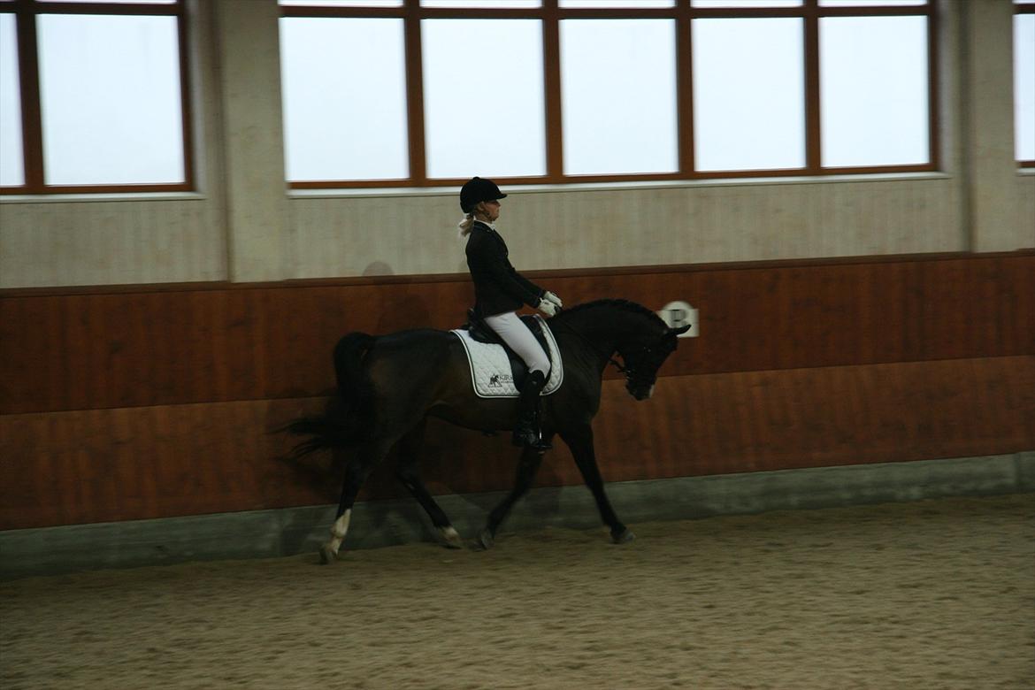 Stævne på Kirk Arabians med Demir - Afslutning på vores program <3 billede 10