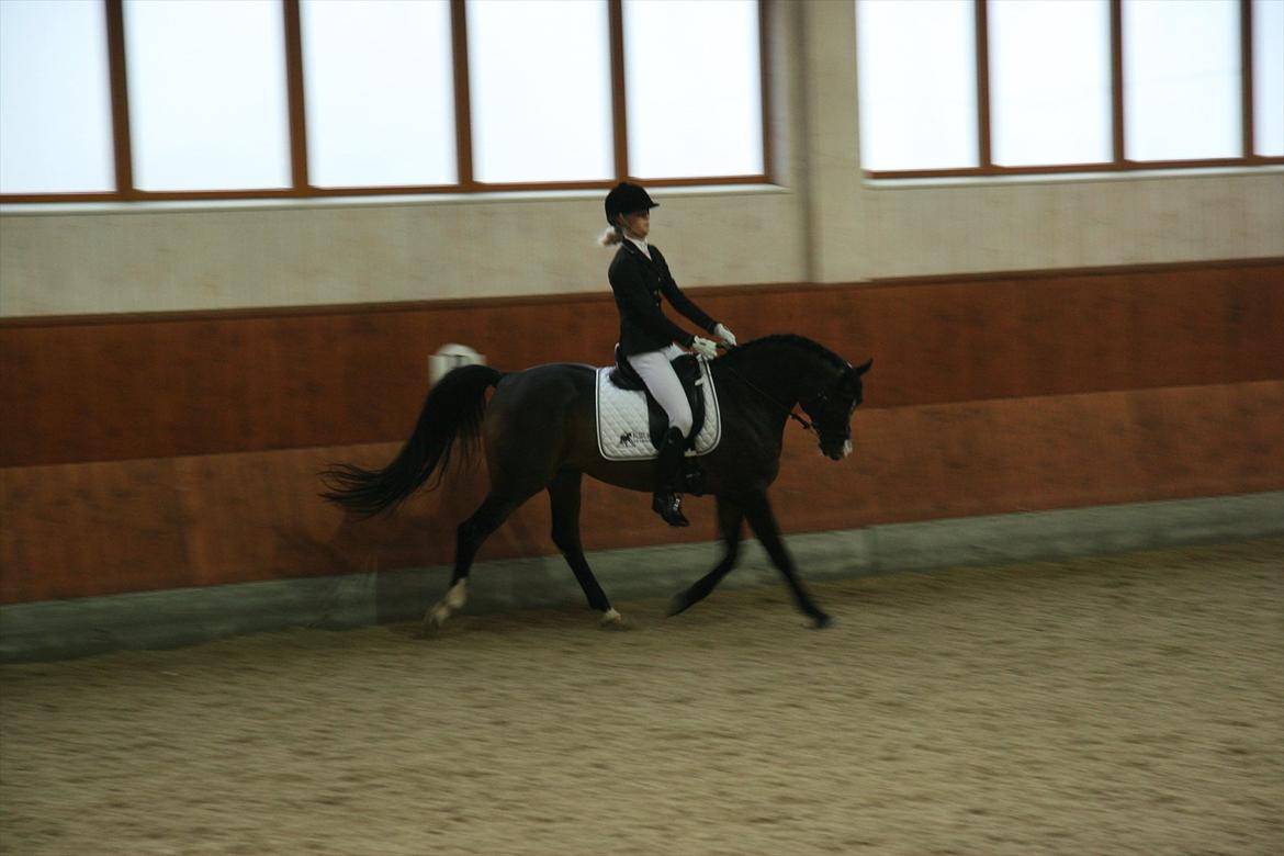 Stævne på Kirk Arabians med Demir - Den pony er bare for dejlig <3 billede 11