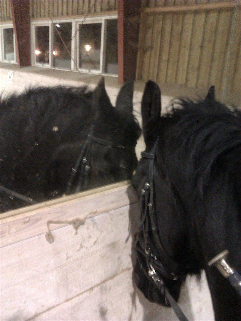 Freiser drengen i ridehus.  billede 1