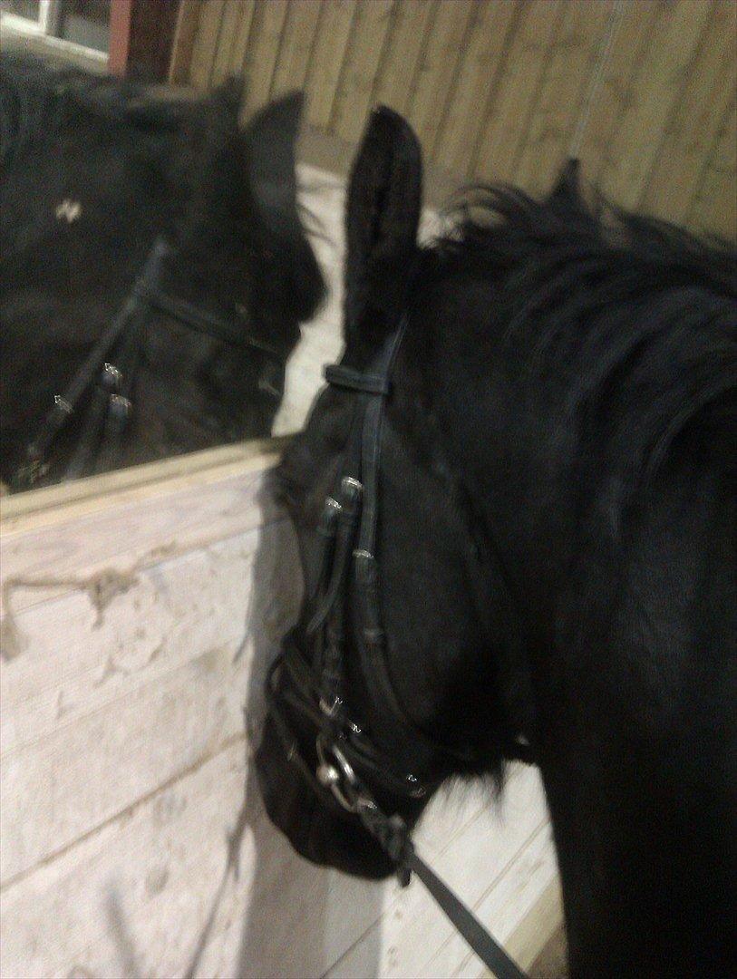 Freiser drengen i ridehus.  billede 2