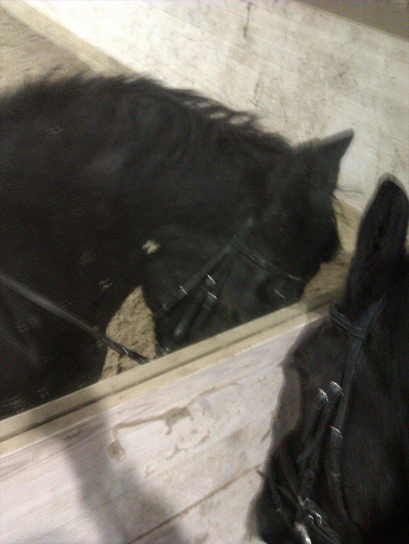 Freiser drengen i ridehus.  billede 4