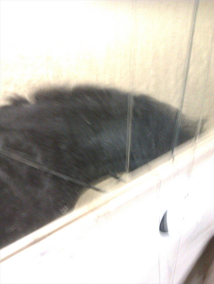 Freiser drengen i ridehus.  billede 6