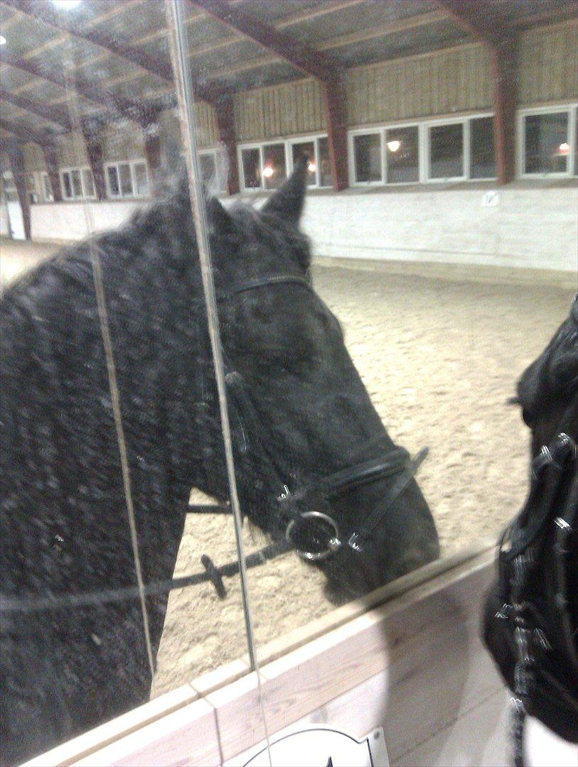 Freiser drengen i ridehus.  billede 7