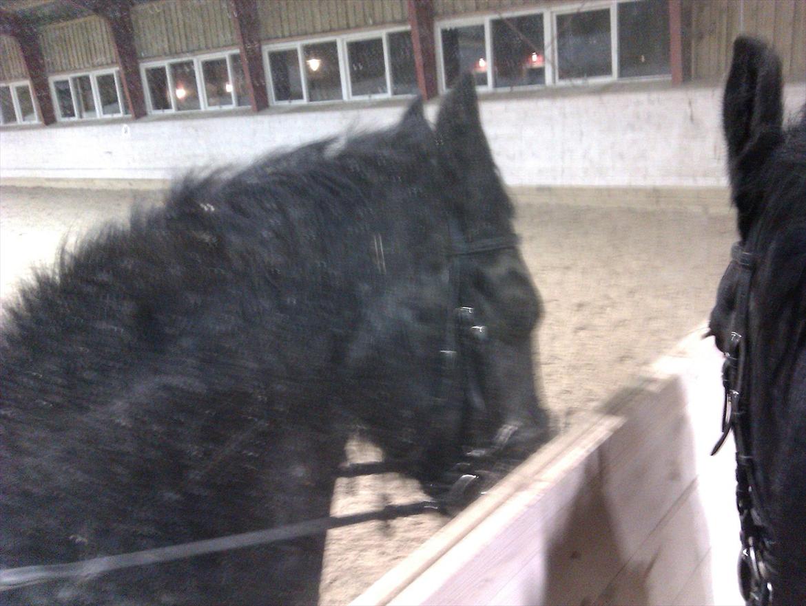 Freiser drengen i ridehus.  billede 8