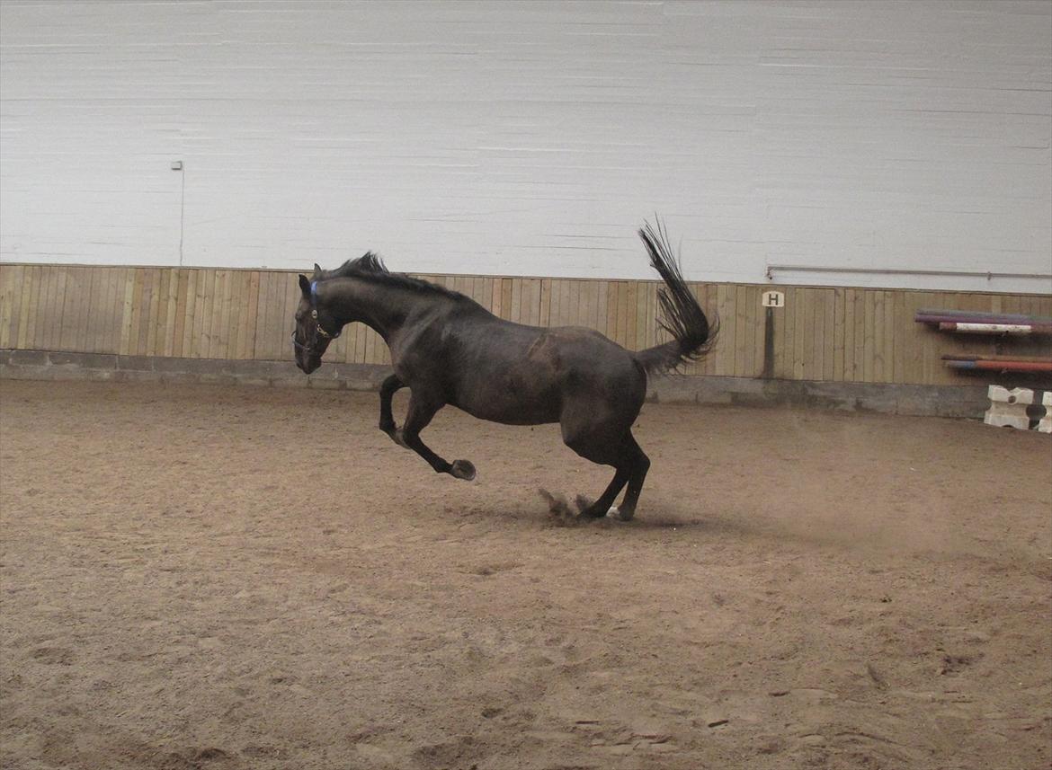 Mattssons heste - Harry. Foto: JF Photography  billede 1