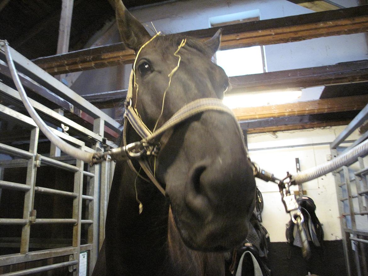 Mattssons heste - Quendy. Foto: JF Photography  billede 3