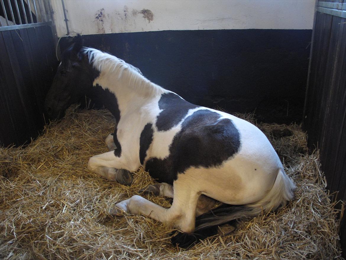 Mattssons heste - Balthazar. Foto: JF Photography  billede 4