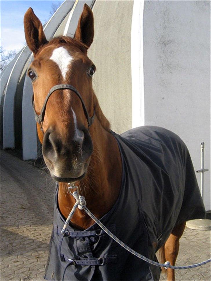 Mattssons heste - Diatino. (ny, men skal måske sendes tilbage) Foto: Mattssons hjemmeside billede 5