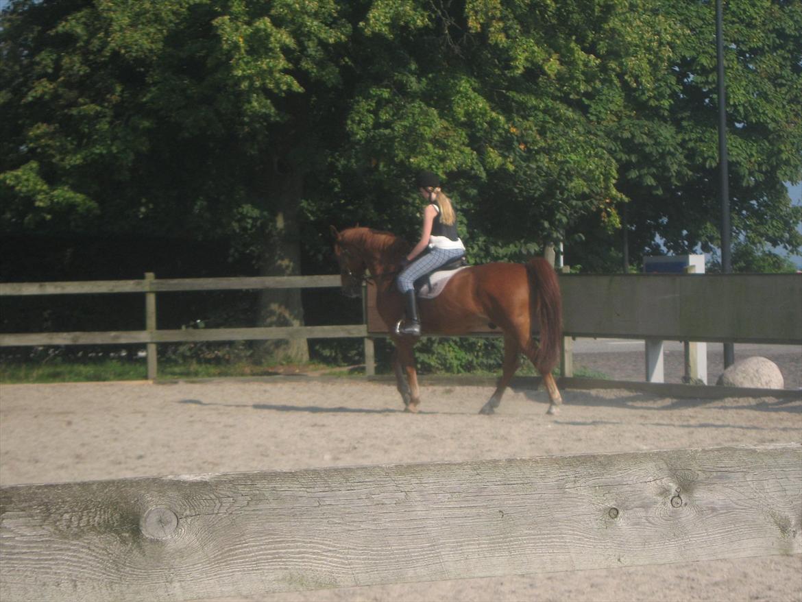 Mattssons heste - Jupitor Foto: Claudia billede 2