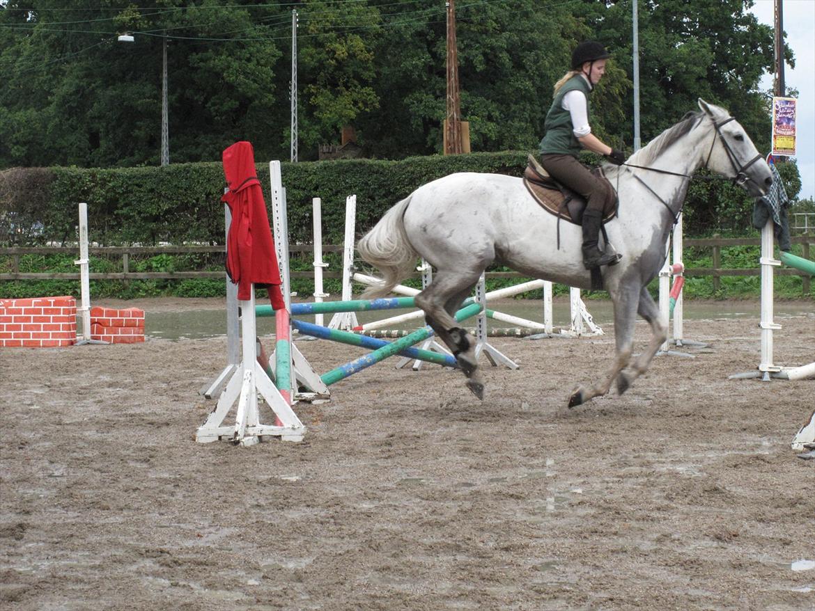 Mattssons heste - Petruska. Foto: JF Photography  billede 6