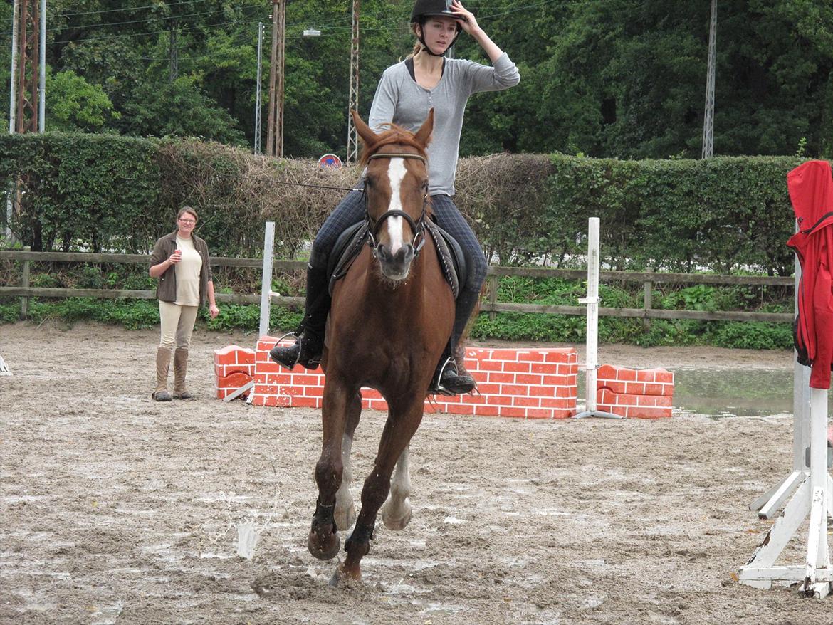 Mattssons heste - Kasper. Foto: JF Photography billede 7