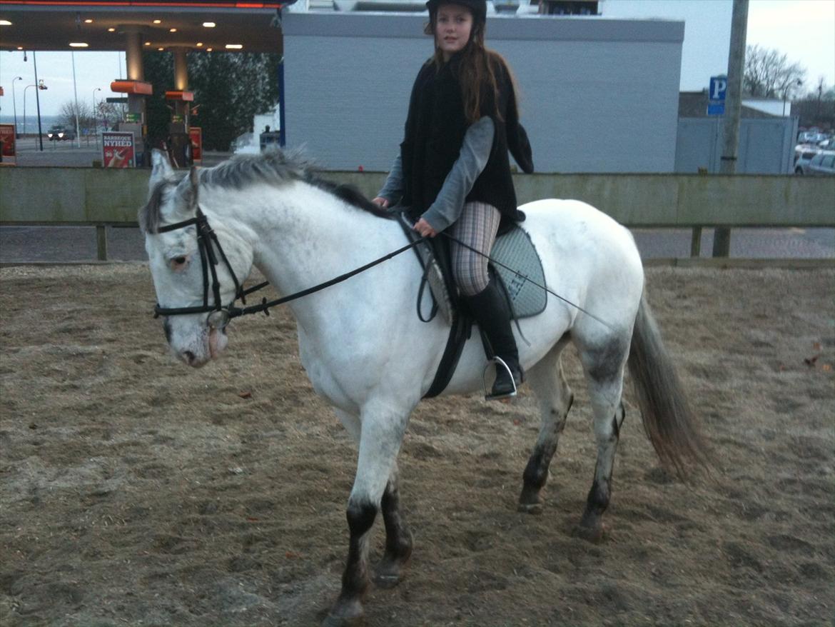 Mattssons heste - Houdini. Foto: JF Photography  billede 9