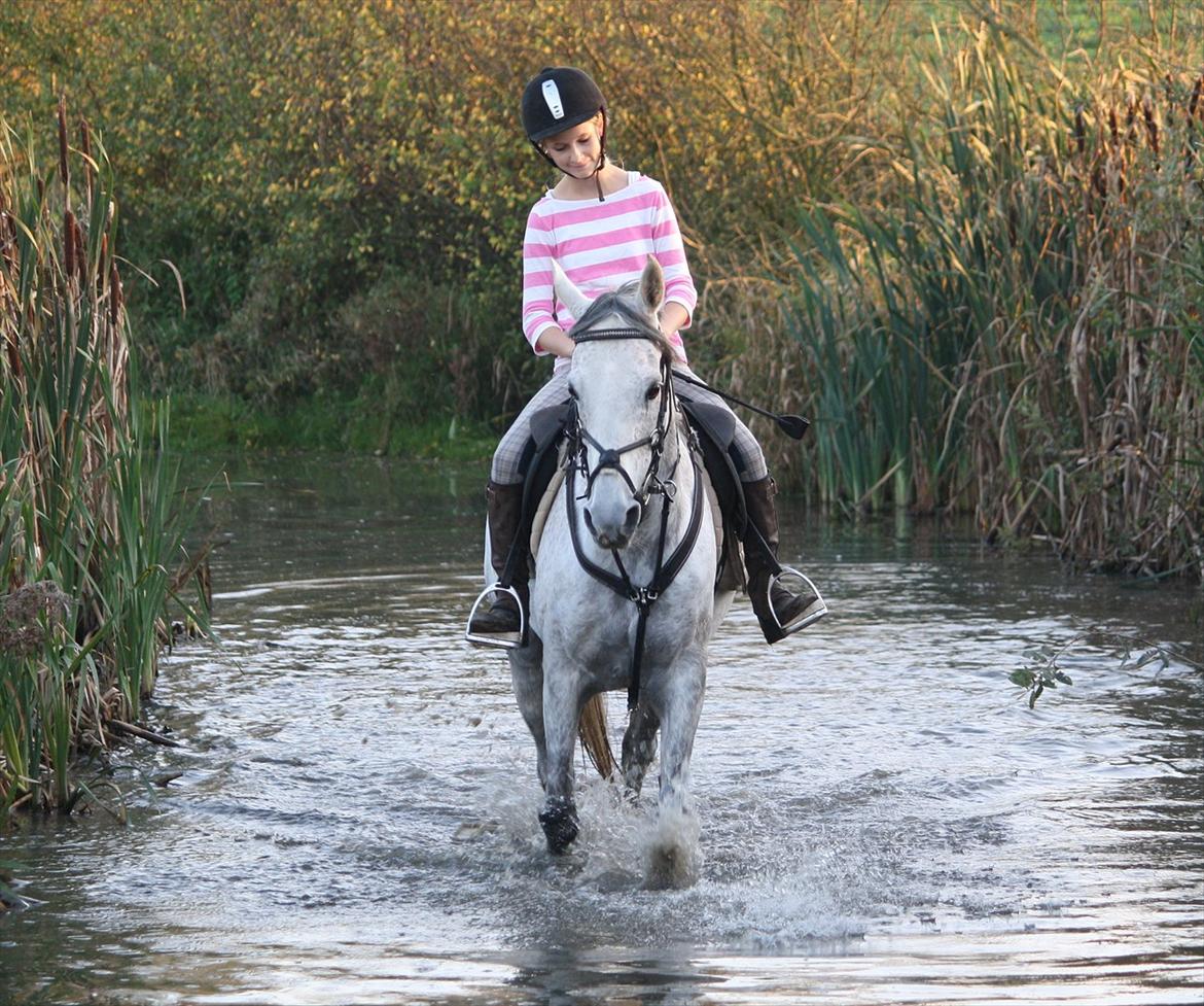 50 dage på hestegalleri :) - Dag 15: Et billede af din yndlings pony(Som ikke er din egen) - Rider desværre ikke Benthe / Dior mere, men hun er og var virkelig en af de bedste heste jeg har redet! Gud hvor jeg savner hende.. <3  billede 15