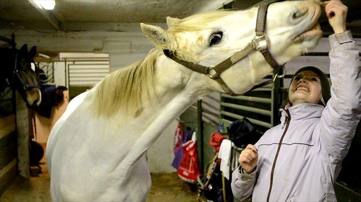 50 dage på hestegalleri :) - Dag 19: Et billede af et trick du har lært din hest - Vicky er ved at lære at smile. Hun kan dog ikke helt endnu, men det kommer. Jeg kan efter lang tids træning også kysse hende på mulen, i starten ville hun overhovedet ikke have at jeg prøvede på det. Hun slog voldsomt med hovedet, men nu har jeg faktisk fået er på ordenlige kys af hende, lige på mulen. Så hun er blevet bedre, og hun bliver endnu bedre :)<3 billede 19