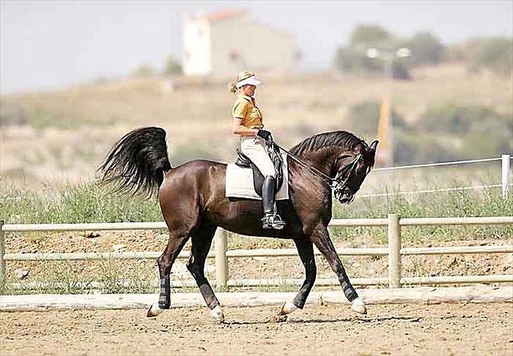 50 dage på hestegalleri :) - Dag 20: En toprytter du ikke kan forstå - jeg forstår ikke Anky og hende rollkur.. Jeg syntes på ingen måder det er fair over for hesten, at hun rider den på den måde. Det er trods alt hestene der tjener hendes penge hjem, for ellers ville hun ikke kunne leve af at være professional ..  billede 20