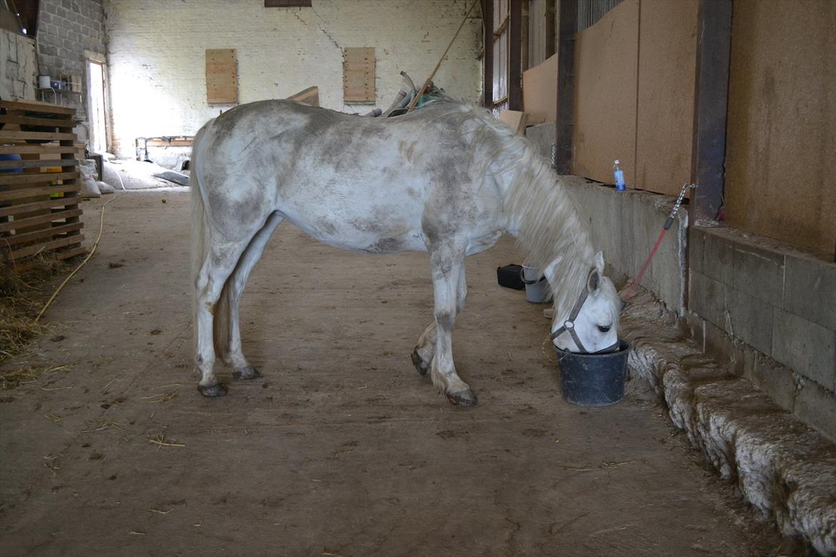 50 dage på hestegalleri :) - Dag 23: Et billede af noget du ville ønske du kunne ændre på din hest - at Vicky ikke var hvid, fordi hun elsker at rulle sig.. og blive beskidt :( <3 billede 23