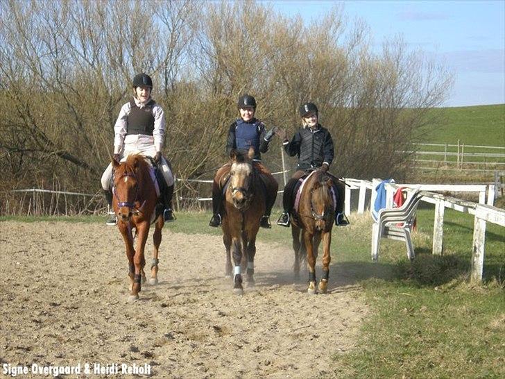 50 dage på hestegalleri :) - Dag 26: Et billed der bringer minder frem - Tiden hvor jeg red på Katrinebjerg.. Jeg savner mine veninder, jeg red sammen med hver dag. :(<3 På dette billede ser I Rikke Risland, Ane Thy og mig :)<3 billede 26