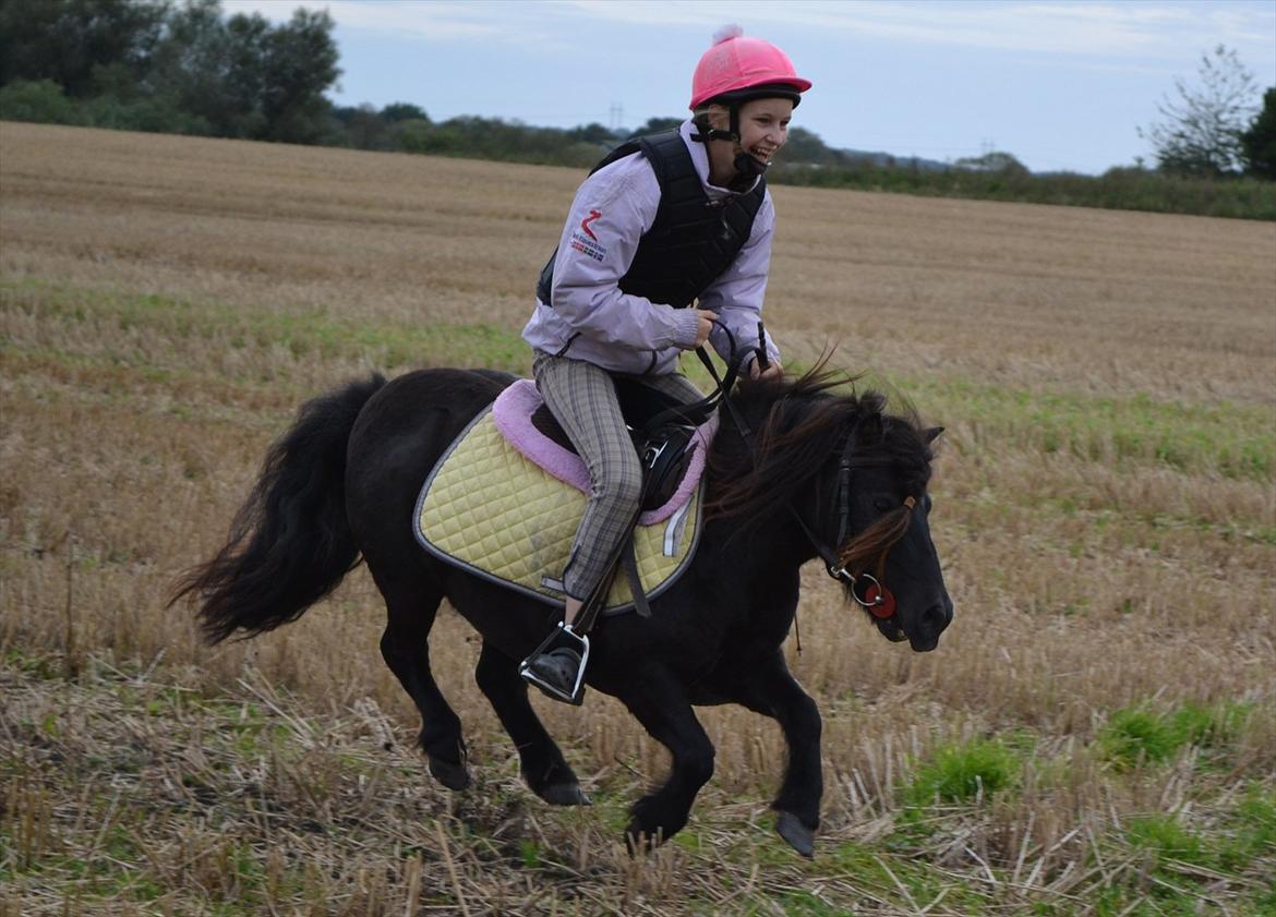 50 dage på hestegalleri :) - Dag 29: Et billede af den frækkeste pony du kender - HONSE!! Den lille skid laver så meget ballade at man skulle tro det var løgn xD! Men hun er også så sød :D! Bonus kunne måske også være en af de nominerede til denne pris, med alle de gange han er stukket af fra mig, gået under hegnet, spist de andres mad, væltet ting..  billede 29
