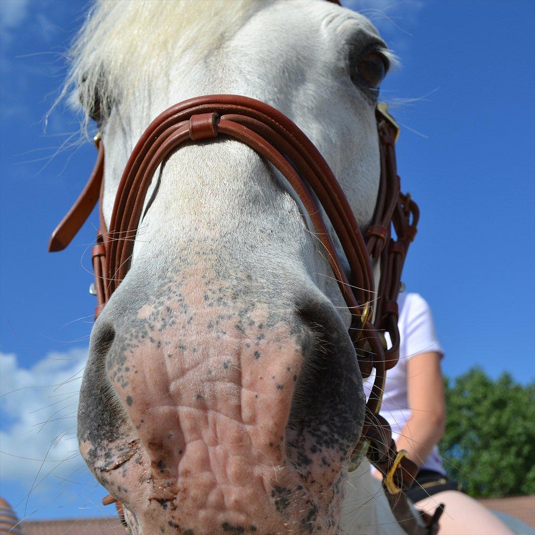 50 dage på hestegalleri :) - Dag 30: Et billede taget nedenfra af din hest (ændret) - Vicky .. <3 billede 30