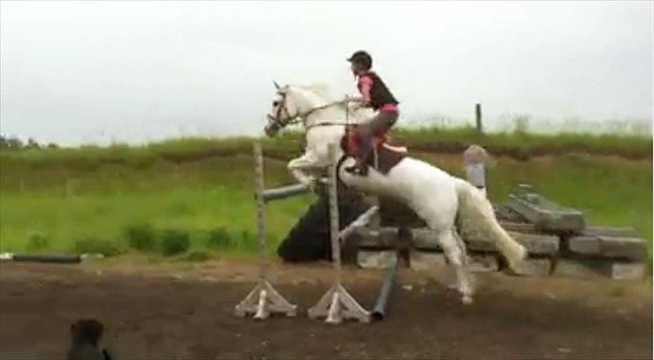 50 dage på hestegalleri :) - Dag 31: Et billede af det højeste du har sprunget - første gang jeg sprang så højt. Springet er 130.. Jeg har sprunget en smule højere,140 cm, på min pony, der er 146.. Det er sku godt gået af hende :)<3 billede 31