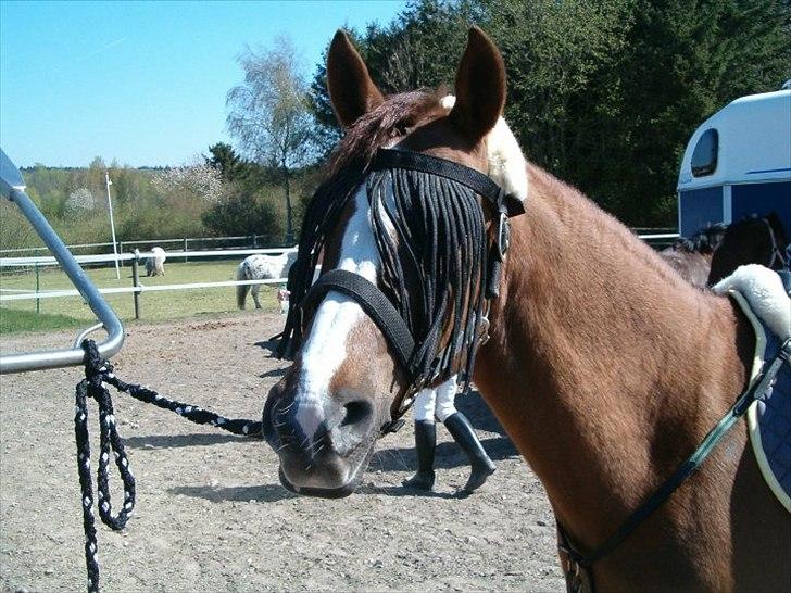 50 dage på hestegalleri :) - Dag 32: Et billede af dit værste hesteminde - da denne hest, Nefertete, sparkede mig i hovedet.. Jeg slap med en opsvulmet læbe.. Der var jeg godt nok heldig! :) billede 32