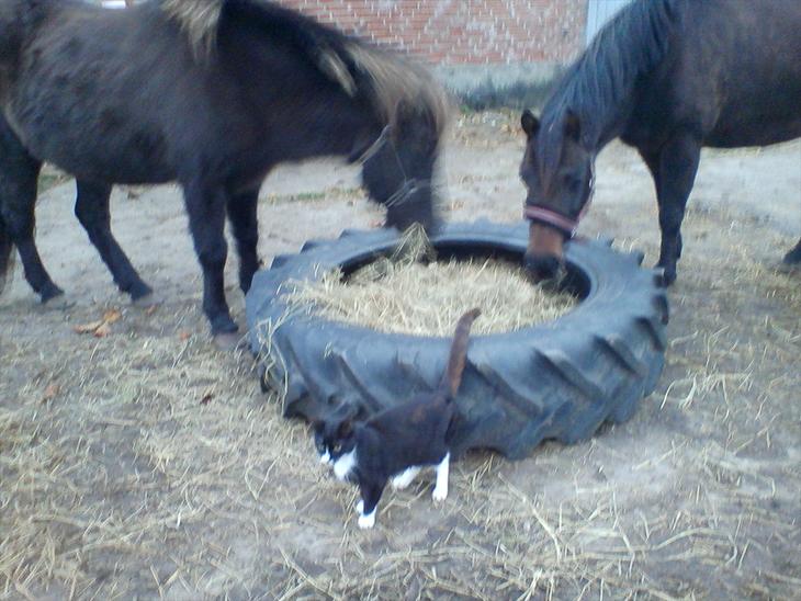 {{currentPhoto.altText}} billede {{currentPhoto.number}}