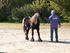 Townend Robbie til efterårsshow i dansk fellpony forening