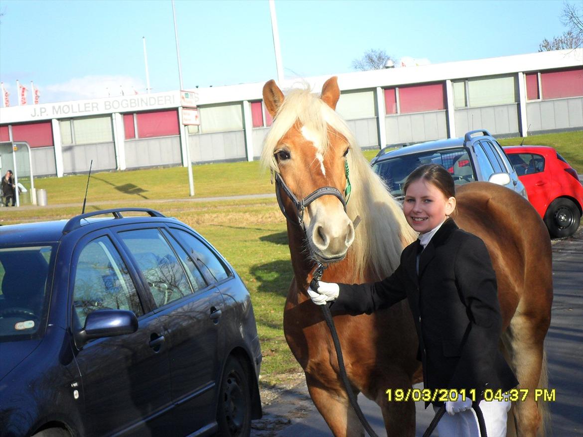 Star-team mille-anna - Ponyklubben PIH, Haderslev marts 2011. LD2 3. plads billede 1