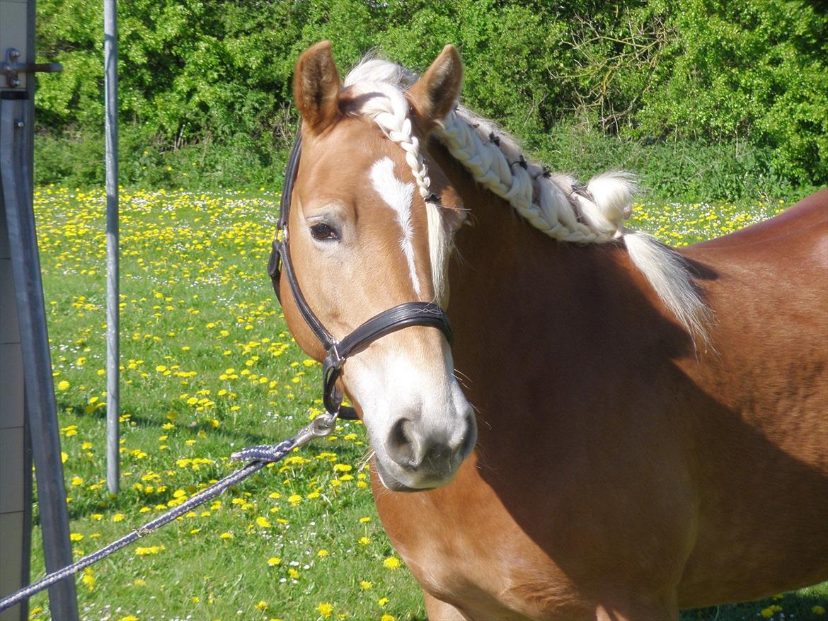 Star-team mille-anna - Ponykluibben PIH, Haderslev maj 2011 billede 3
