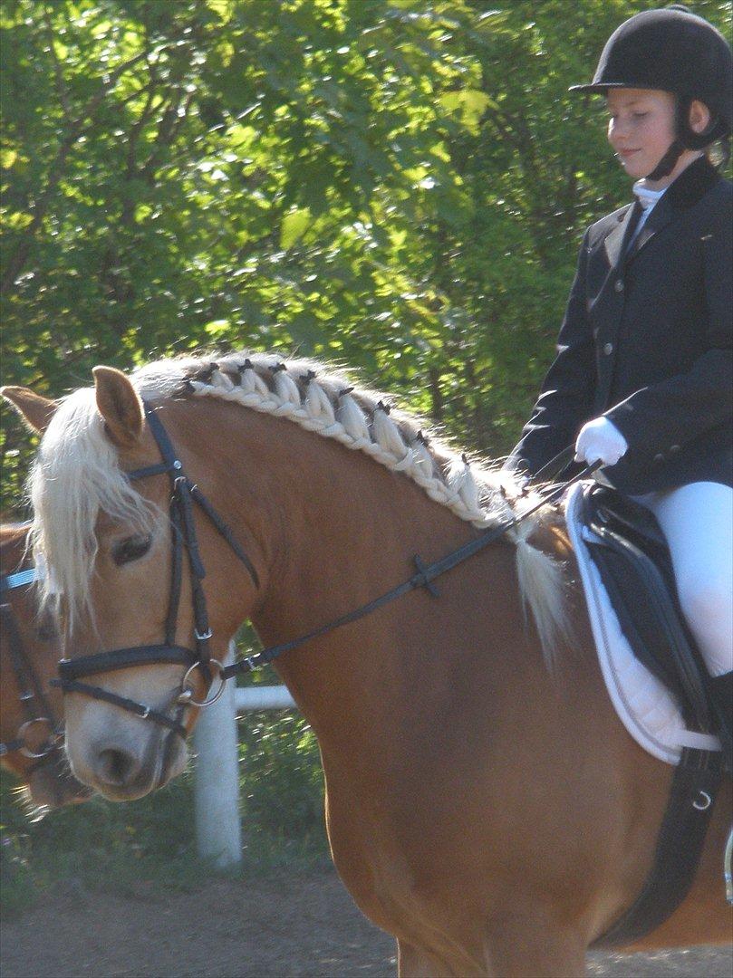 Star-team mille-anna - Ponykluibben PIH, Haderslev maj 2011 billede 6