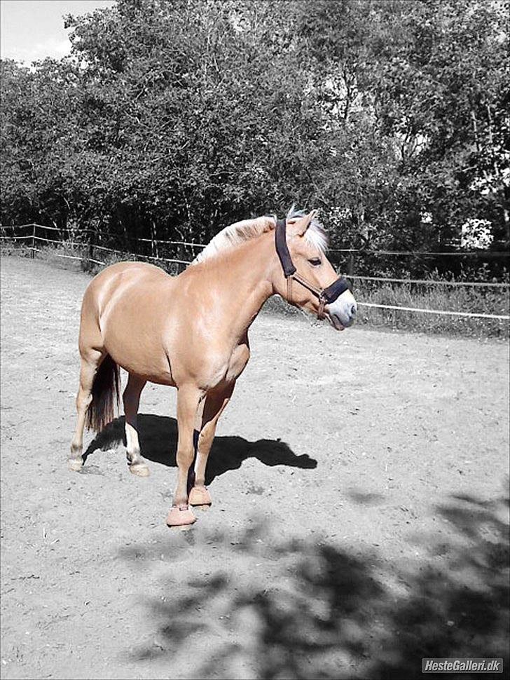 Billeder, tegninger osv. billede 42