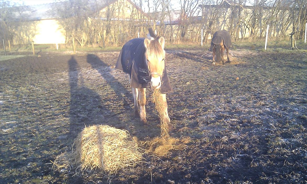 Solhøjgården´s Frej d. 21 december <3333333 billede 1